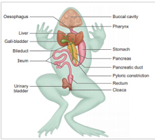 Excretory System of Frog