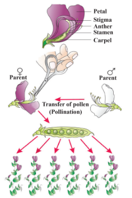 Steps in making a cross in pea Diagram