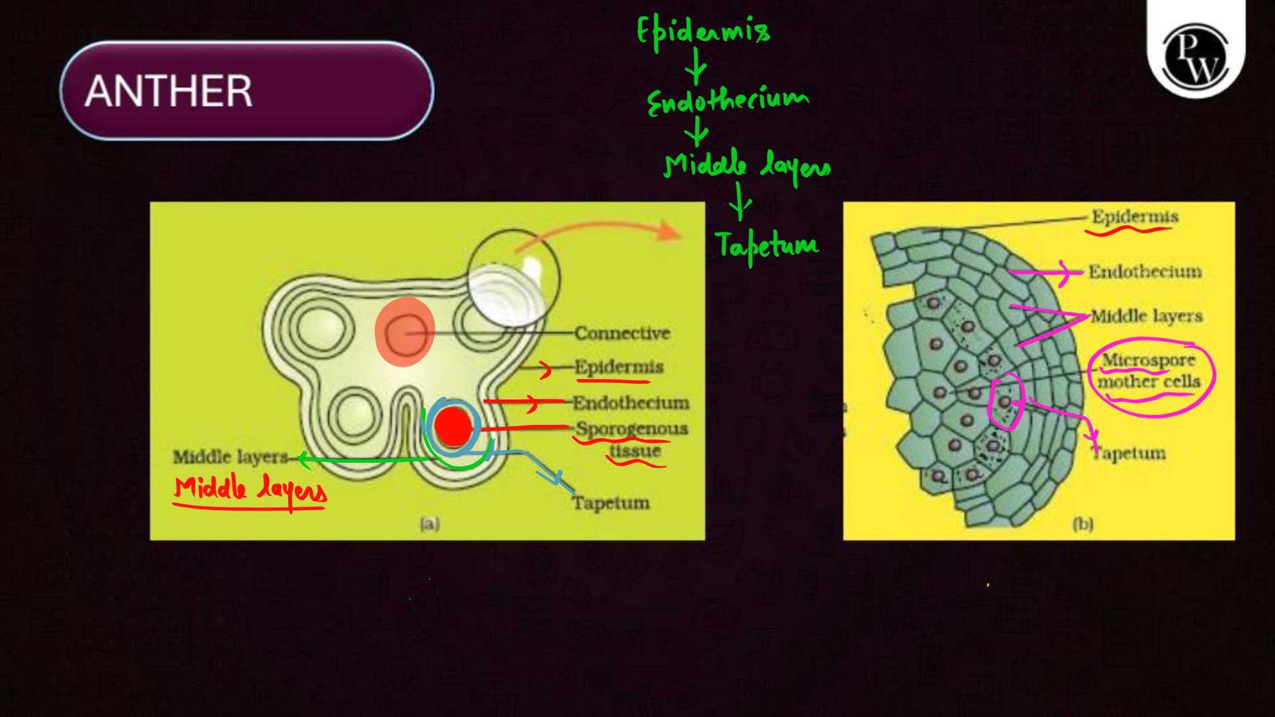 Sexual Reproduction in Flowering Plants NEET Notes