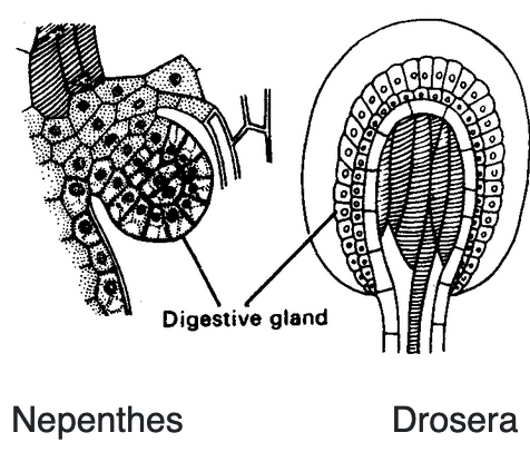 Complex Permanent Tissue