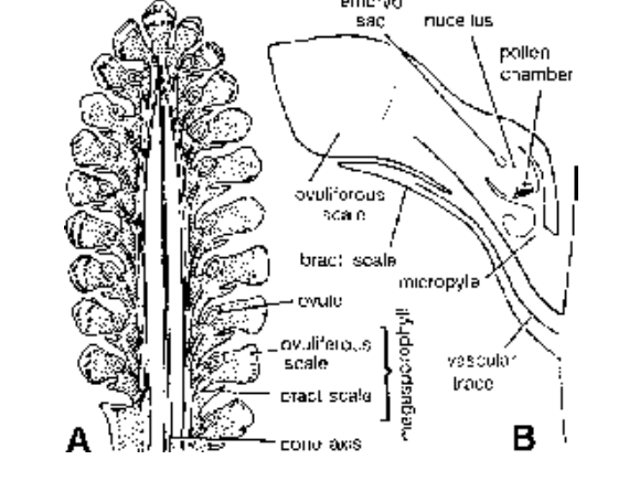 Gymnosperms