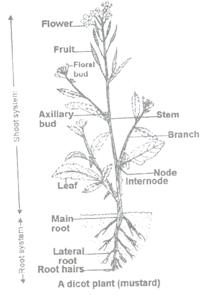 THE HIERARCHY OF CLASSIFICATION 