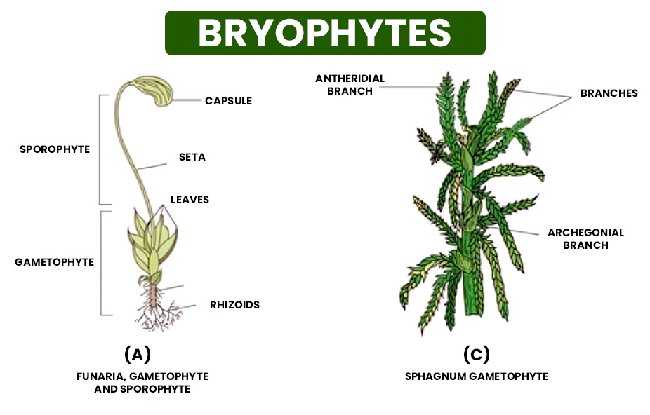 sphagnum diagram