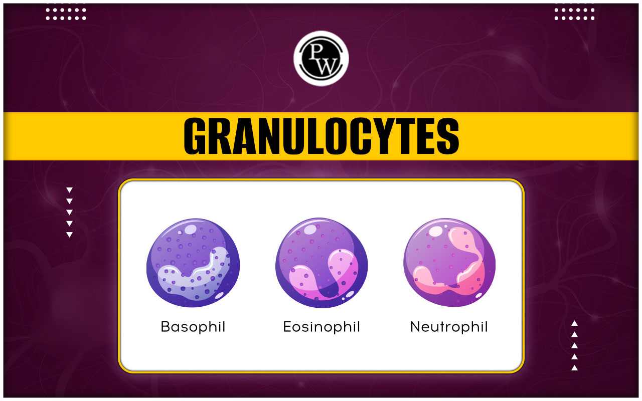 Granulocytes - Diagram, Types, Function, Development and Disorder