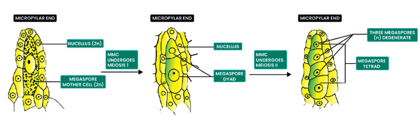 Megasporogenesis