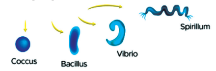 Spirillum