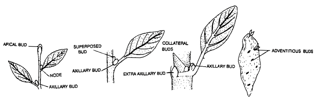 Stem