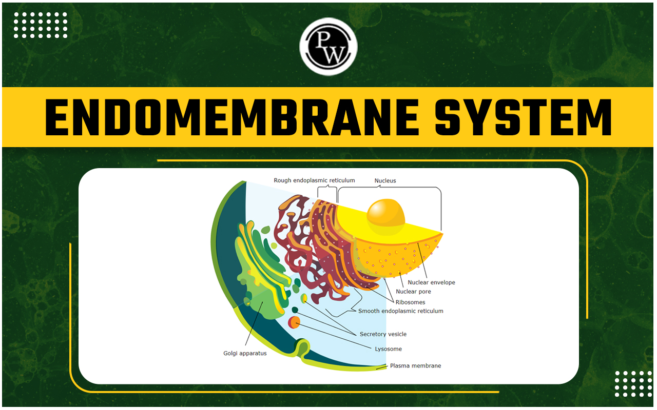 Endomembrane System