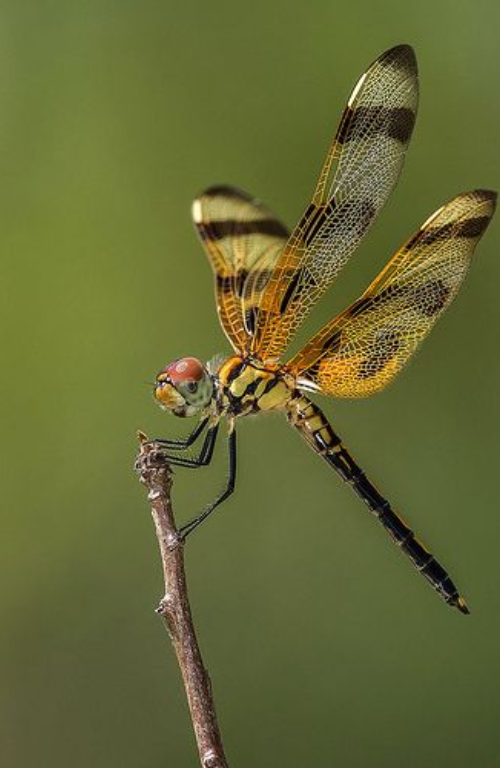 List of Insects Name