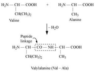 NCERT Solutions for Class 12  Chemistry Chapter 14 - Biomolecules