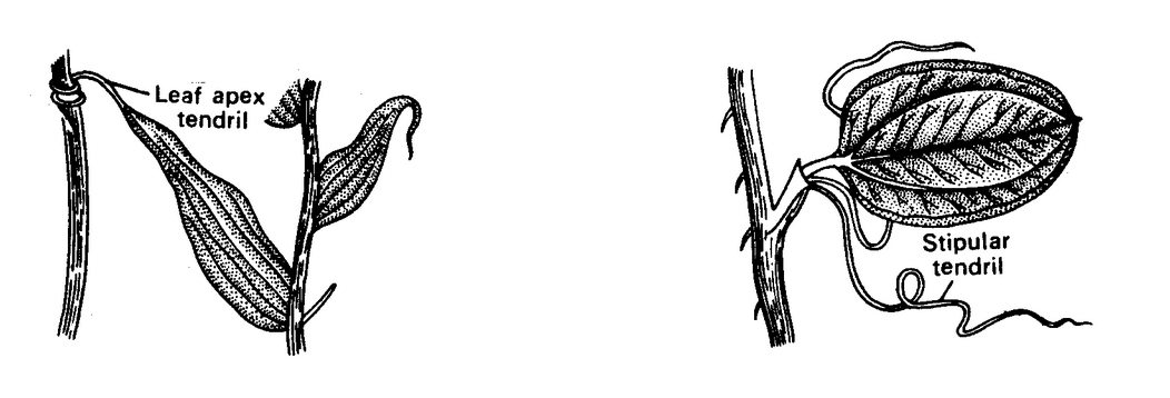 Phyllotaxy