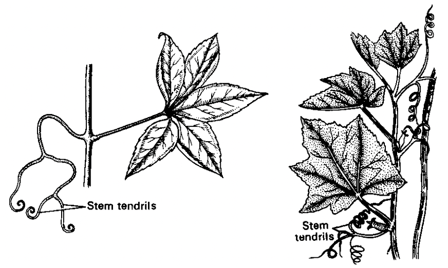Stem
