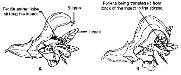 Microsporogenesis