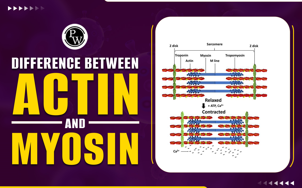 Difference Between Actin and Myosin