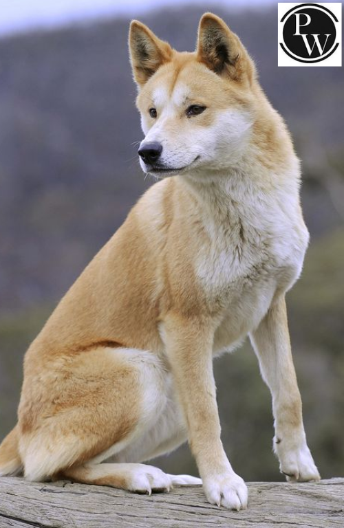 List of Pet Animals