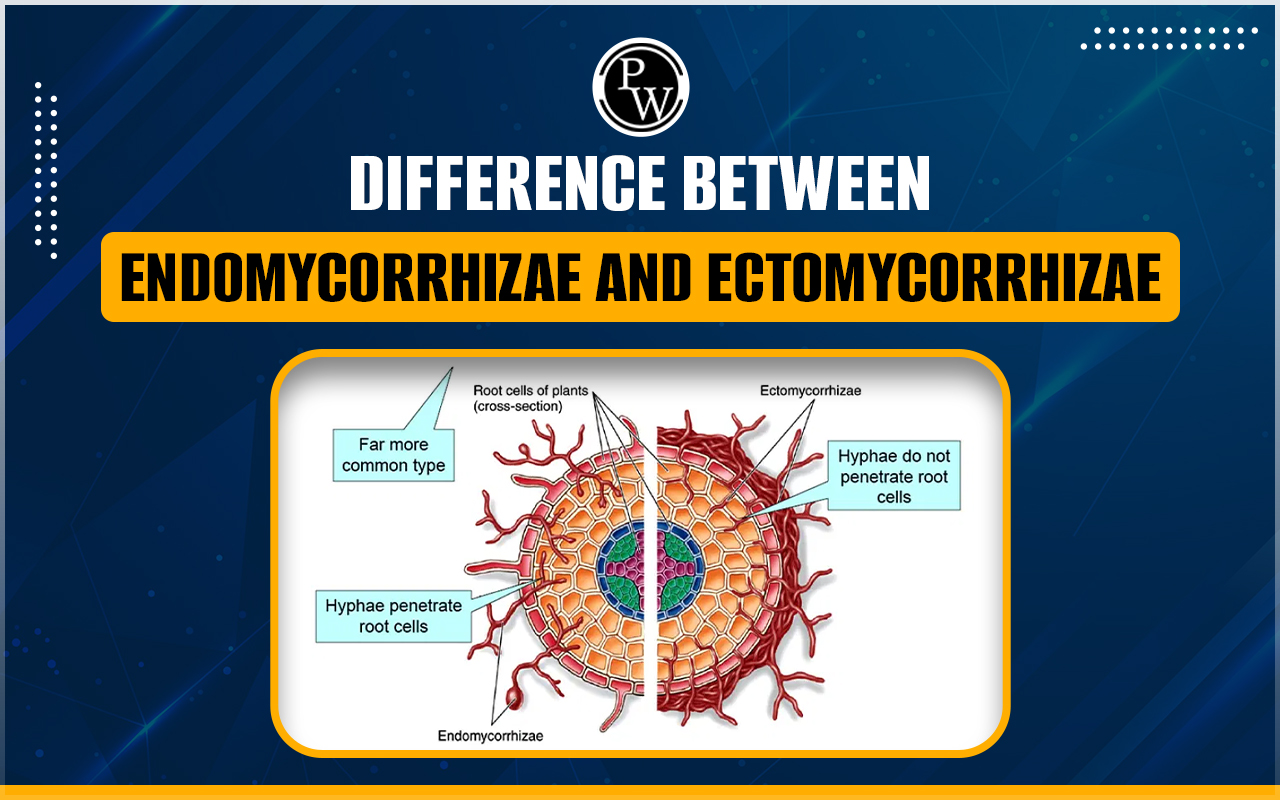 Difference Between Ectomycorrhizae and Endomycorrhizae