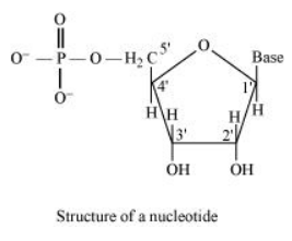 NCERT Solutions for Class 12  Chemistry Chapter 14 - Biomolecules