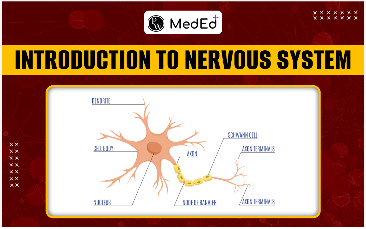 Introduction to Nervous System