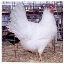 white_leghorn_hen1