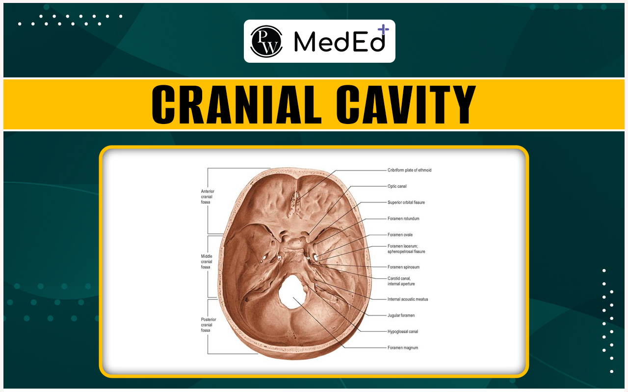 What is the Cranial Cavity?