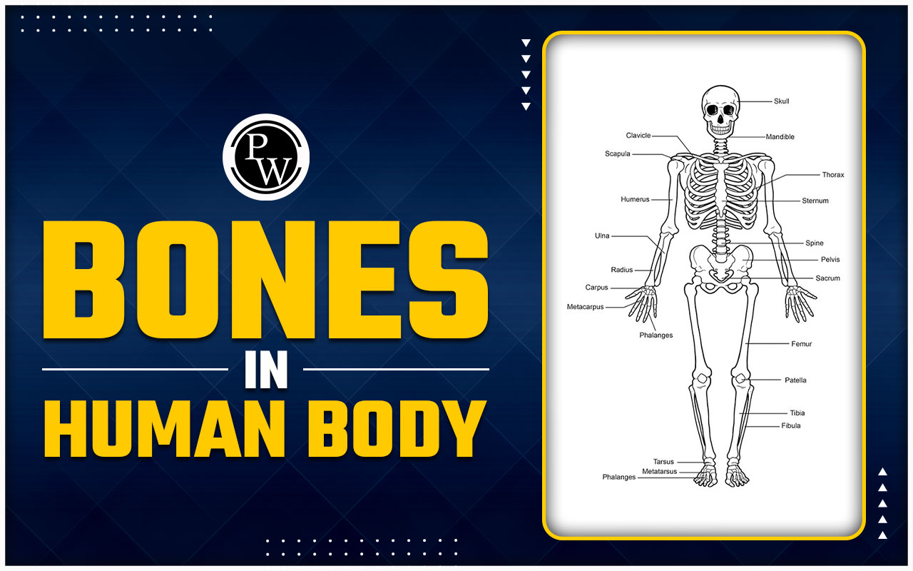 Bones in Human Body