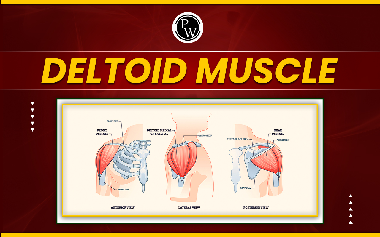 Deltoid Muscle