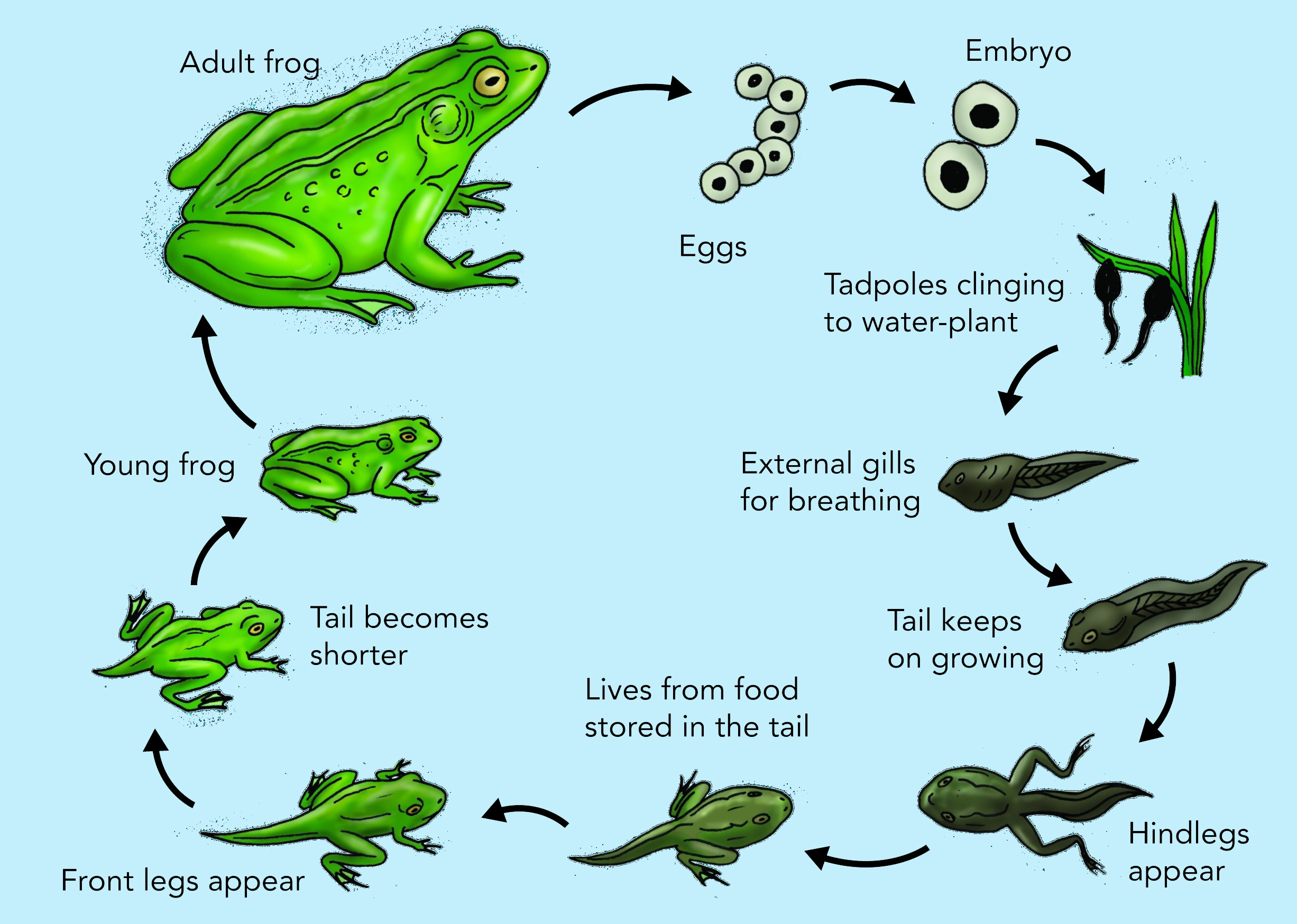 IELTS Life Cycle of Frog Diagram