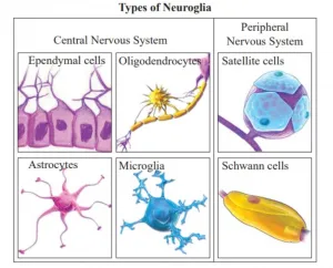 Neuroglia