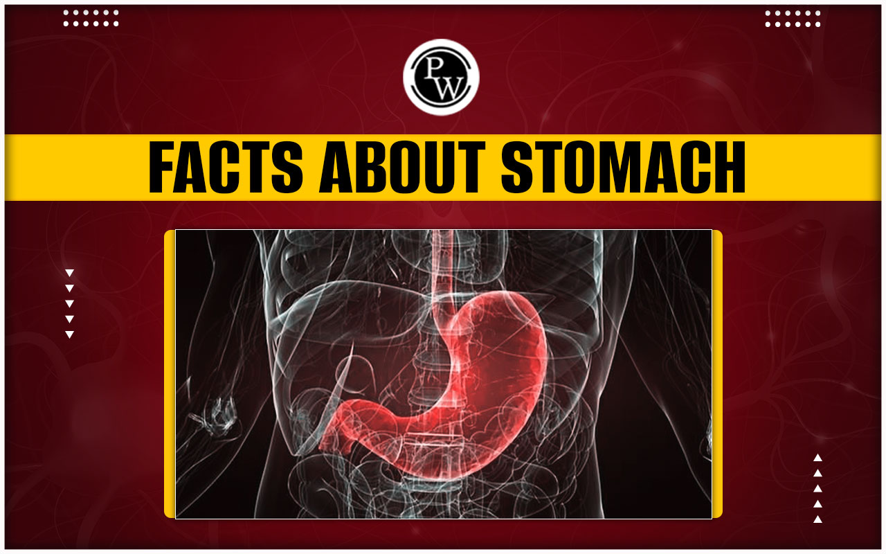 Stomach