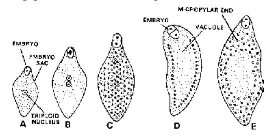Microsporogenesis