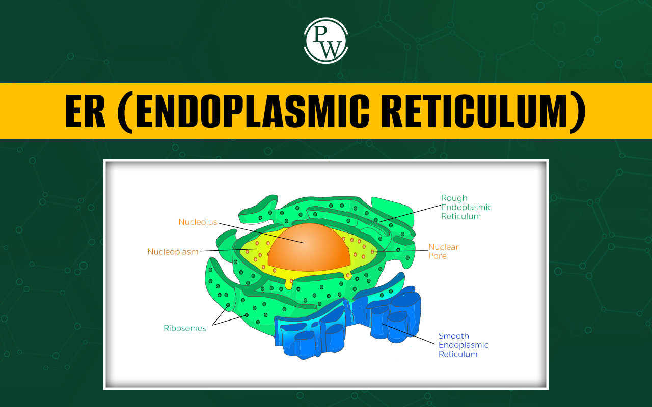 Endoplasmic Reticulum