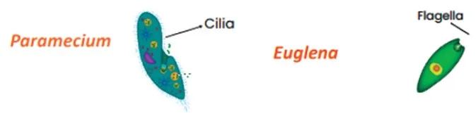 Cilia and Flagella