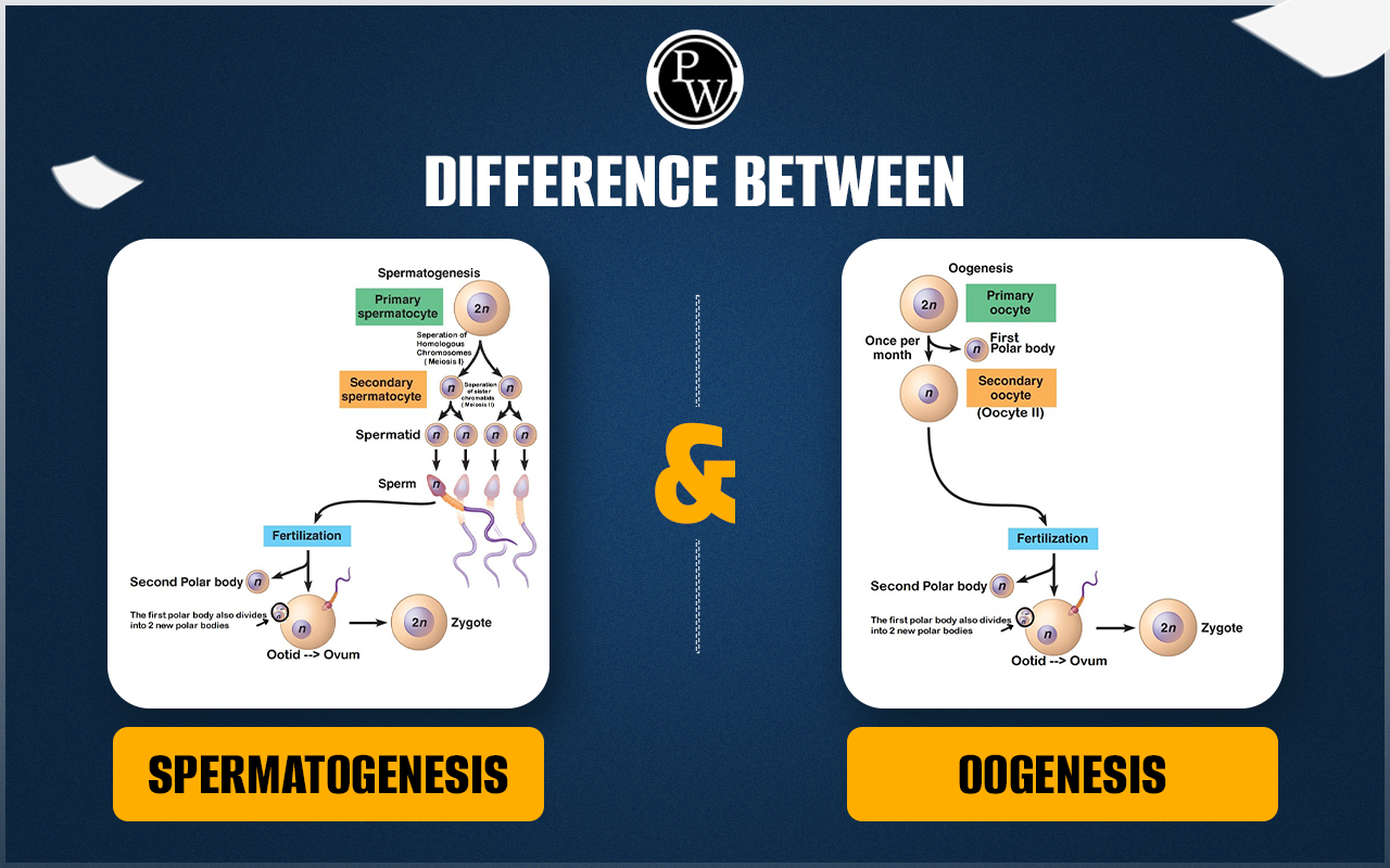 Difference Between Spermatogenesis and Oogenesis