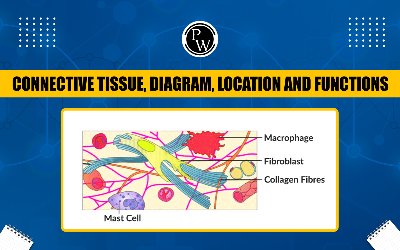 Connective Tissue